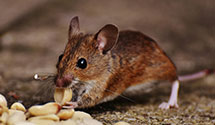 24 Hour & Emergency Exterminators in Almeria, NE